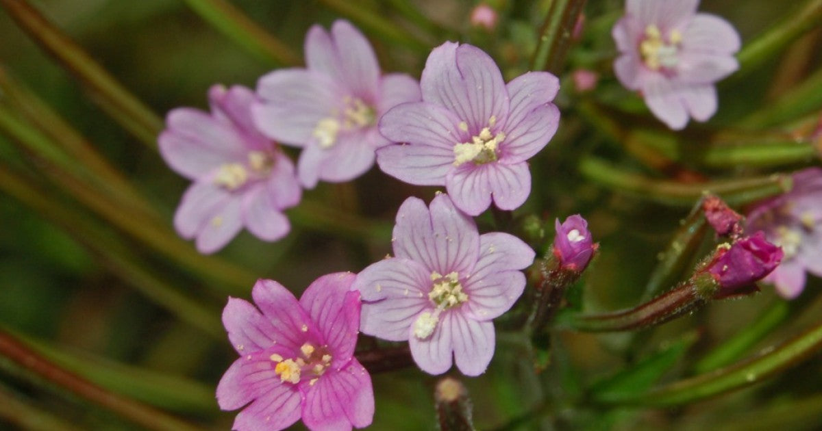 Small Flowered Willow Tea 3.5 oz