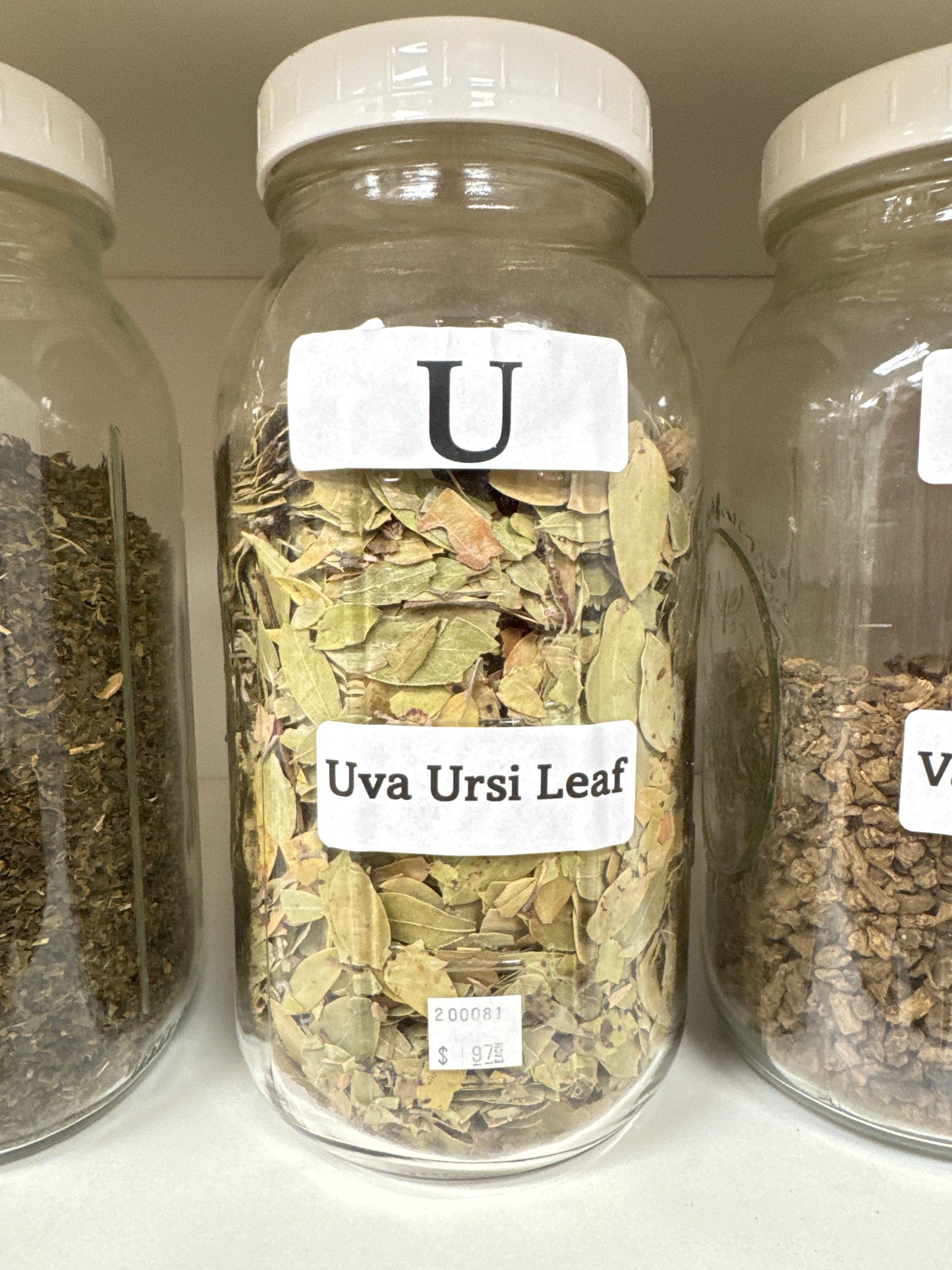 Uva Ursi Leaf