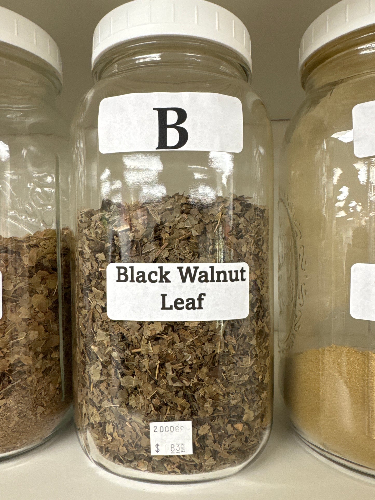Black Walnut Leaf
