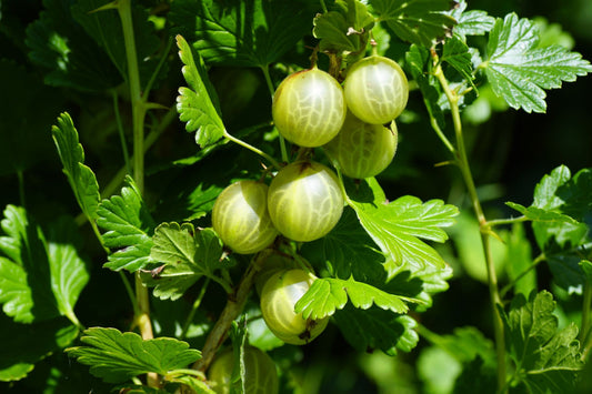 Amla Berry Powder, Organic
