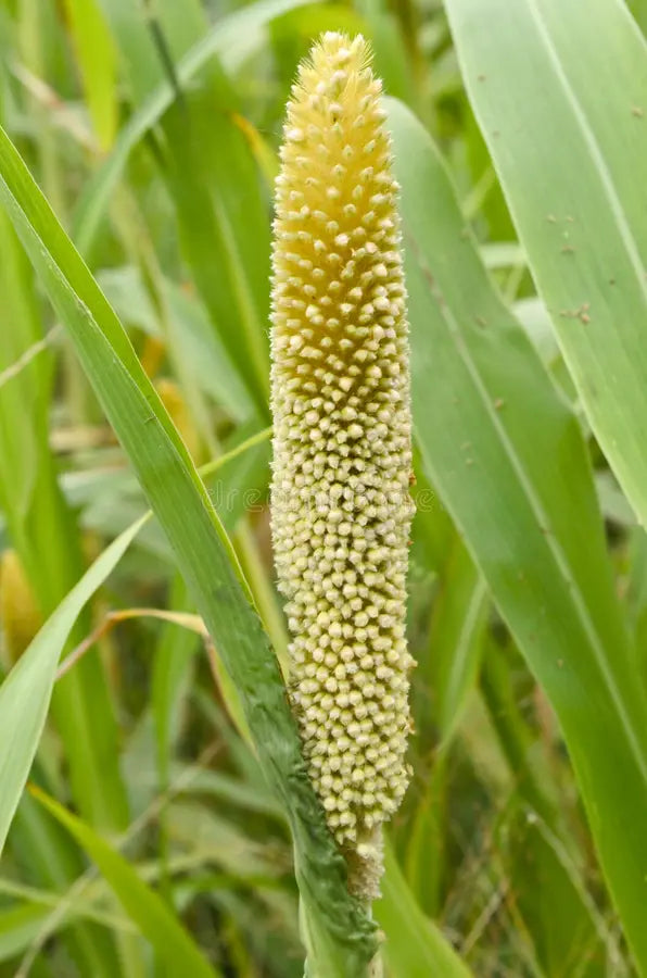 Organic Millet 1 lb