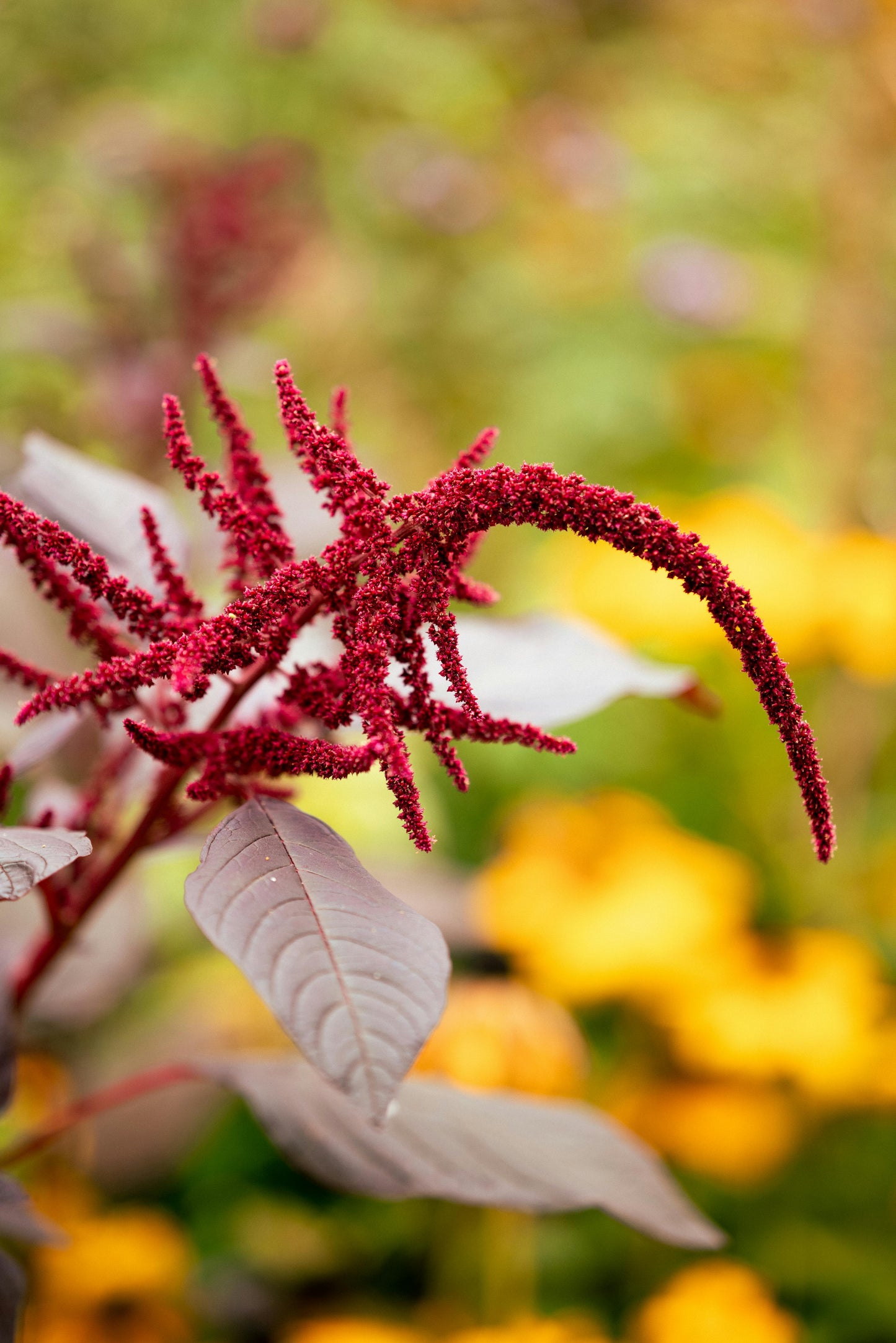 Organic Amaranth 1 lb