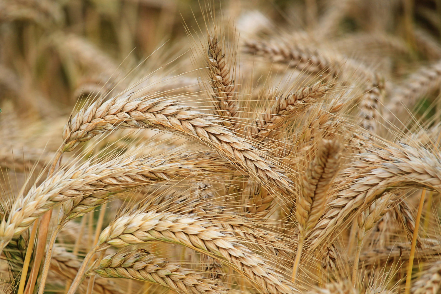 Grains & Pseudo Grains