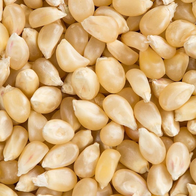 Organic Popcorn, White 1 lb