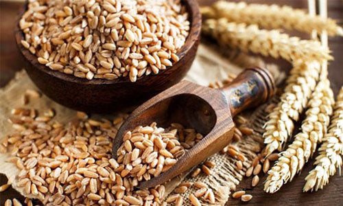 Spelt, Whole Grain, Organic 5 lb