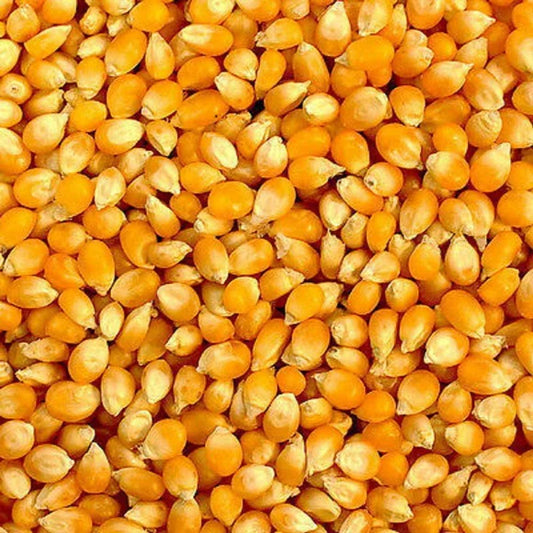 Organic Yellow Popcorn 1 lb