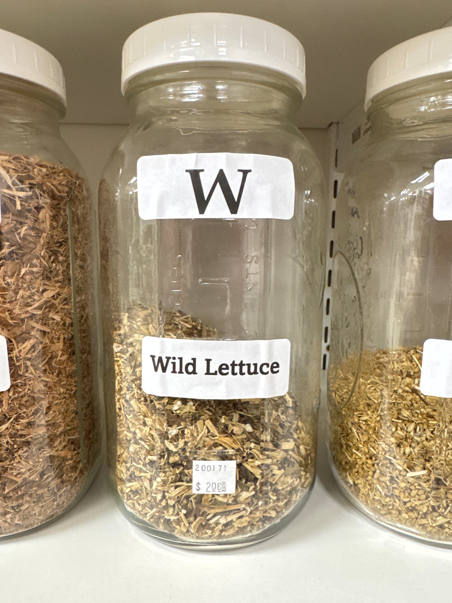 Wild Lettuce