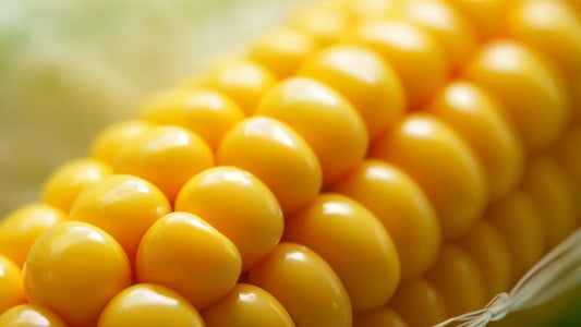 Corn, Organic, Farm Fresh