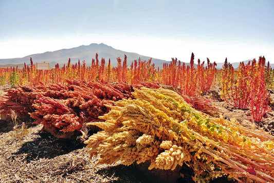 Organic Quinoa