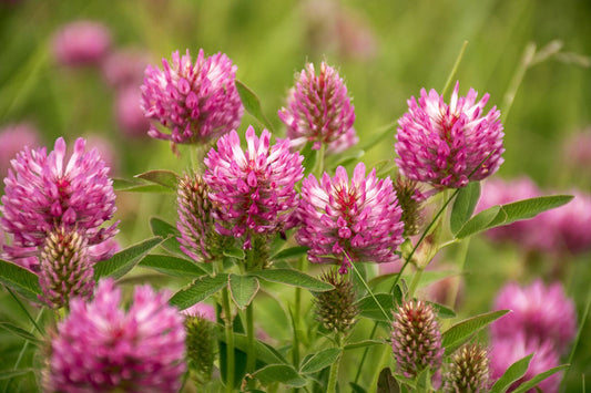 Red Clover Powder, Wildcrafted* 6 oz