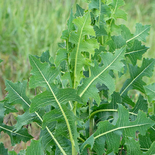 Wild Lettuce* C/S 6 oz