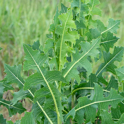 Wild Lettuce* C/S 6 oz